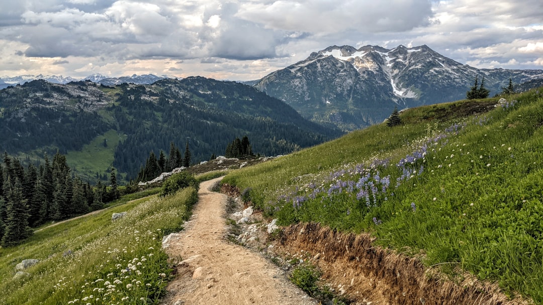 Sentier de trail à travers une prairie face aux montagnes